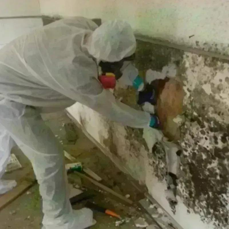 Mold Remediation and Removal in Thomas County, GA